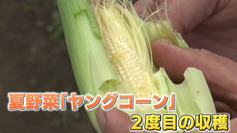 今年2度目の収穫を迎えたヤングコーン