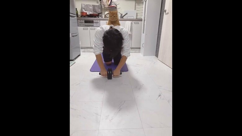 提供：たぬき&とらさん