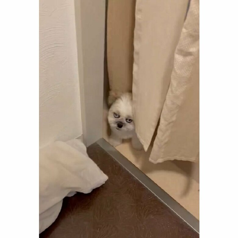 ひょっこり見てきているのが可愛らしい