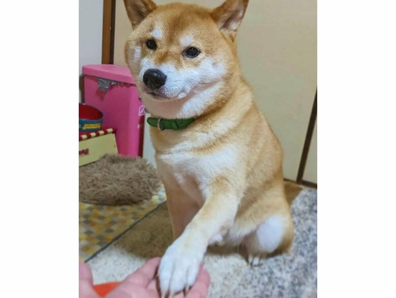 他の家族にはきれいなお手（提供：柴犬スティーブch【コーギーと猫を添えて】さん）