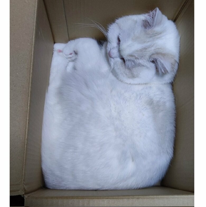 段ボール箱内でモゾモゾ動いていたそう