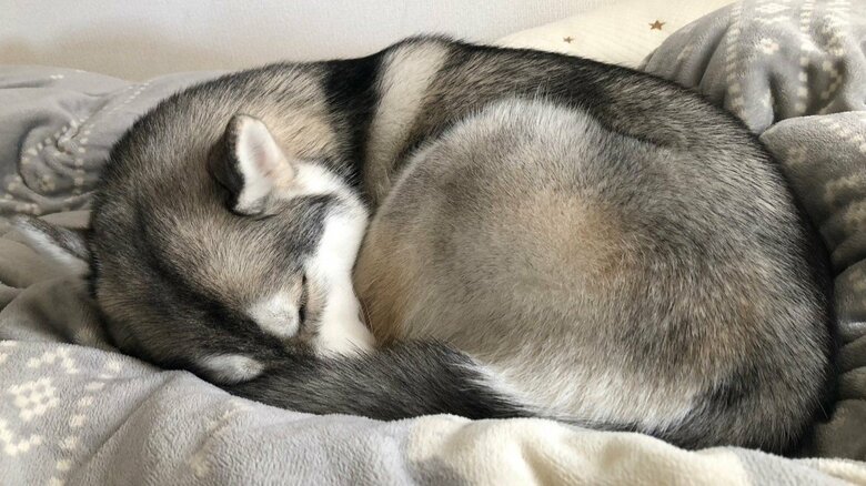 丸まってすやすや