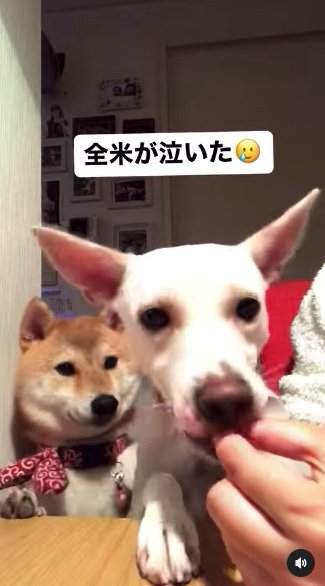 提供：柴犬ハル&雑種すずさん