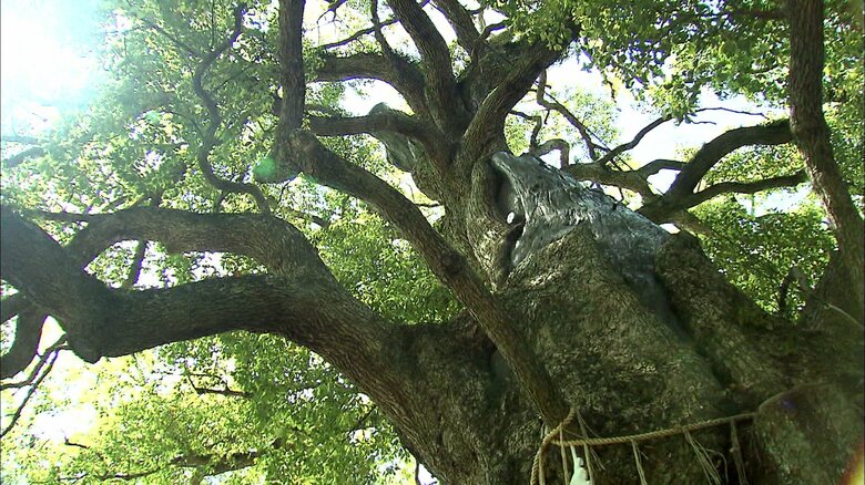 長崎市山王神社の被爆クスノキ