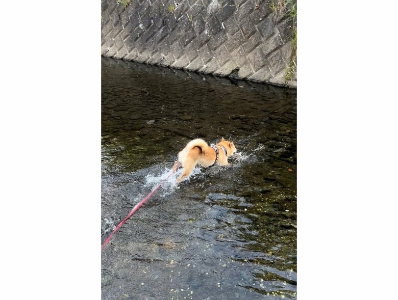 水遊びでハイテンション（提供：柴犬まるやん日記さん）