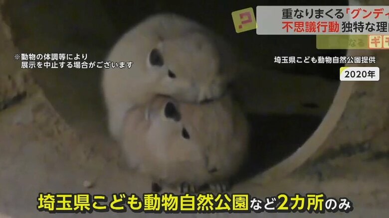 グンディを飼育しているのは、埼玉県こども動物自然公園など2カ所