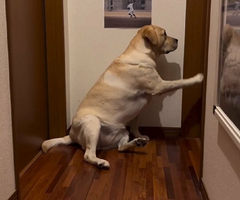 別の日のパパさんを起こす様子　毎回控えめなノック