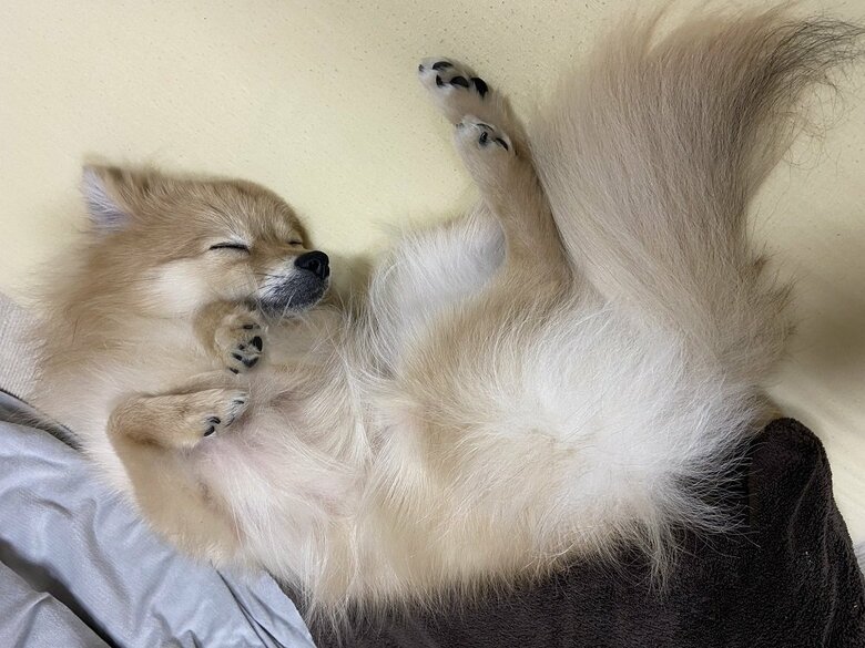 ぐっすりへそ天