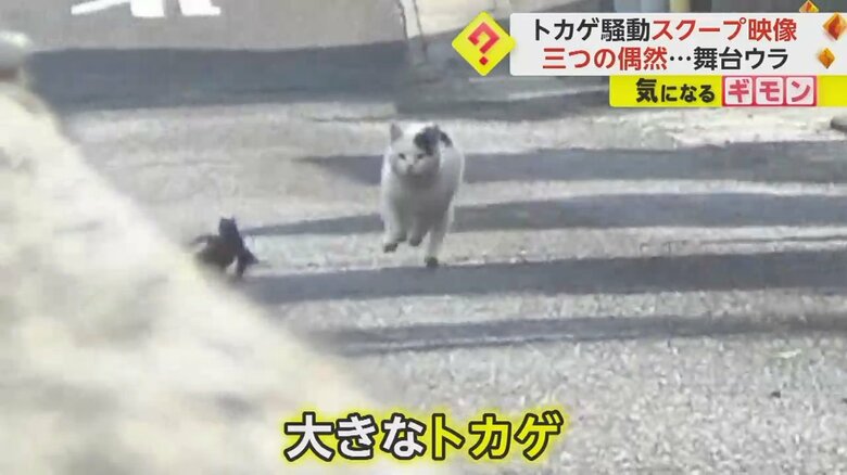 ネコに追いかけられトカゲが必死に逃げている瞬間①