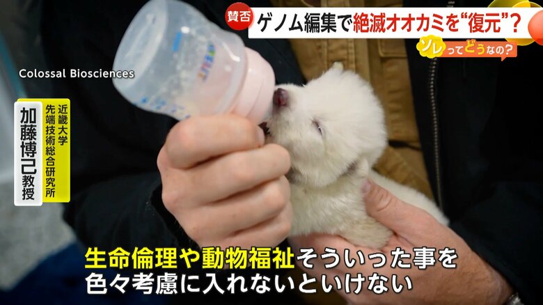 ゲノム編集の問題点を指摘する近畿大学先端技術総合研究所・加藤博己教授