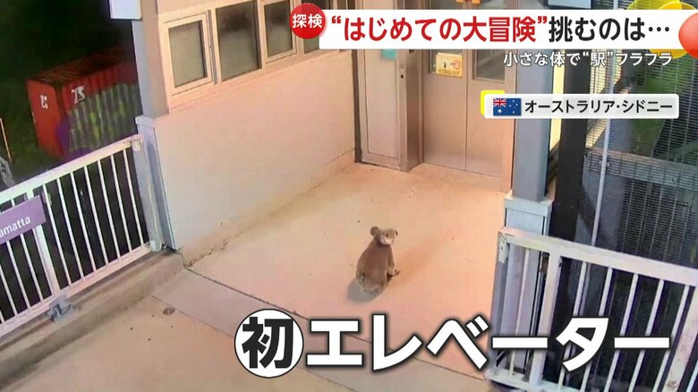 エレベーターの前で周りを見渡すコアラ