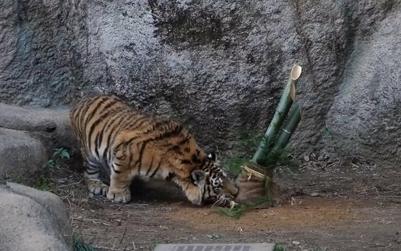 今度は根元をカジカジ
