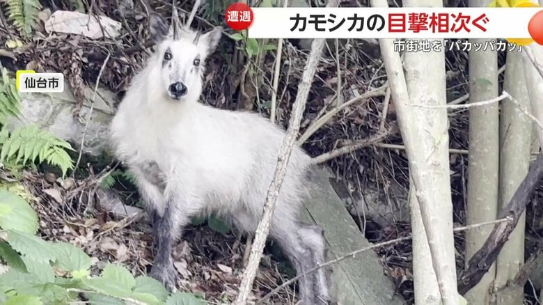こちらをじっと見つめ、神々しくたたずんでいた全身の毛が真っ白なカモシカ