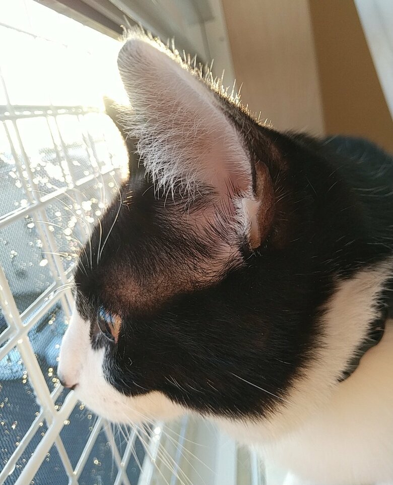 提供：かふぇらてさん