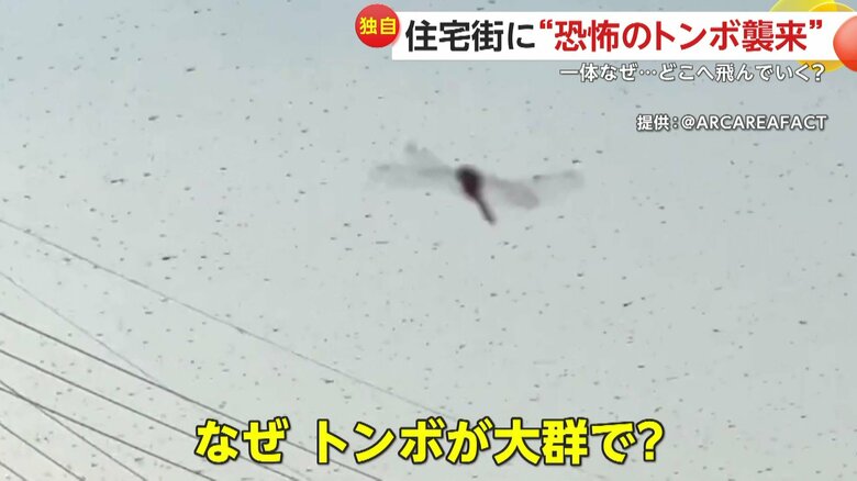 アカトンボの仲間「アキアカネ」とみられる撮影されたトンボ