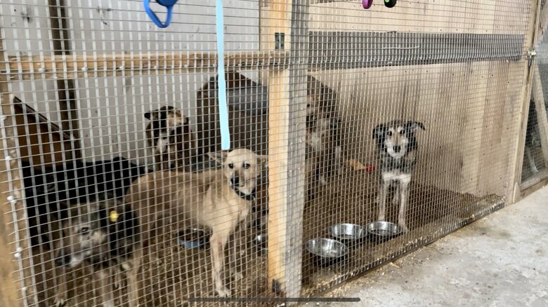 保護されたペットの犬　このようなおりが多数ある
