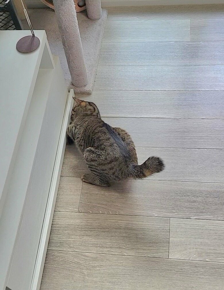 多分おもちゃ無くした…（提供：しぴこめさん）