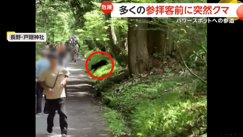 戸隠神社の参道に2頭のクマが現れた瞬間（8月11日、長野市）（1）