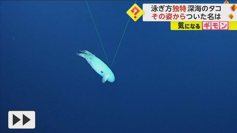 頭についている耳のようなものを動かして泳ぐダンボオクトパス③
