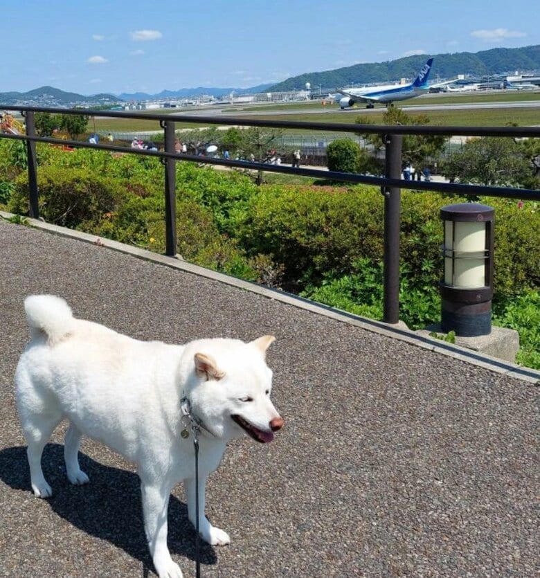 提供： kinako_kinakoさん