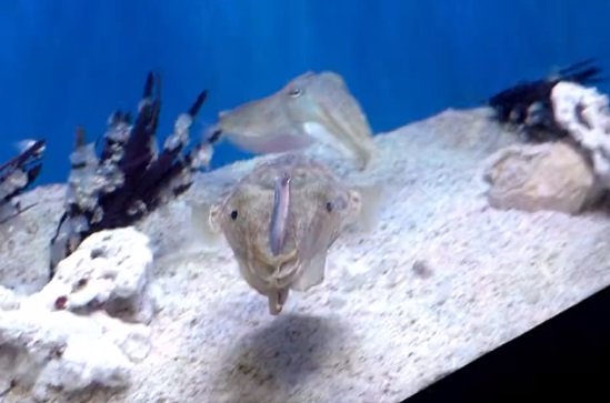 “顔”の前にエサをかかげているようにも見える（撮影：@ikas9uidcalamar）