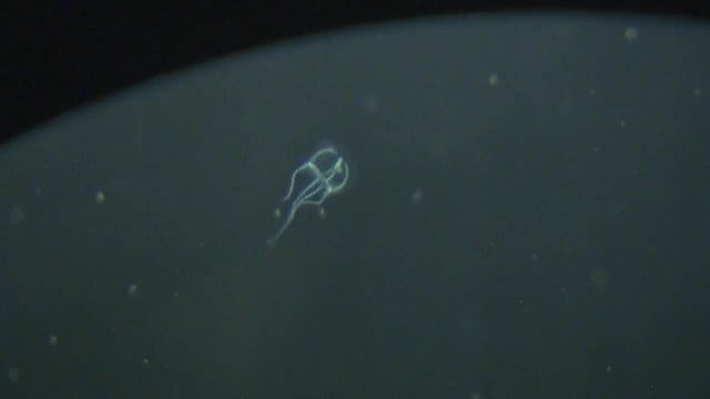 じゃんがら念仏踊りを踊っているように泳ぐ