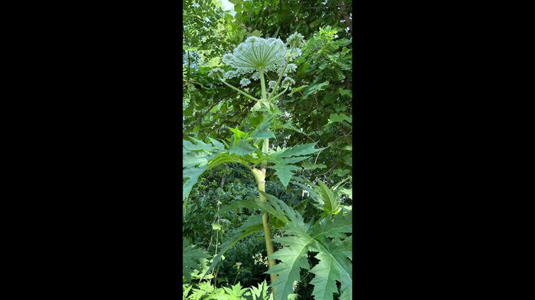 2年前に同じ場所で撮影された画像（撮影：ウメコさん）