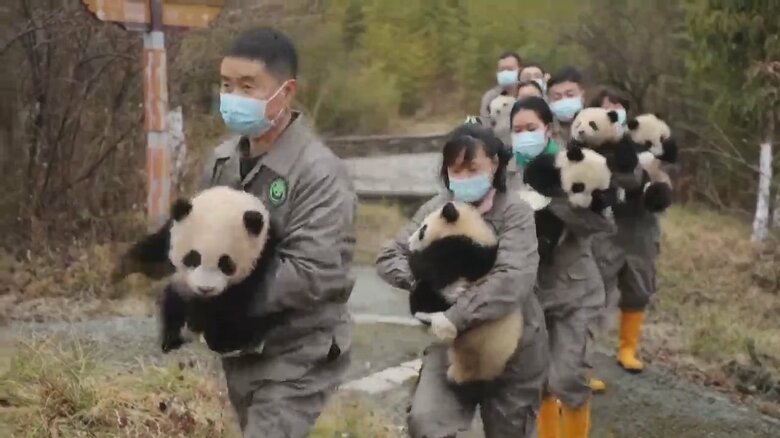中国・四川省で行われたパンダの赤ちゃんの撮影会