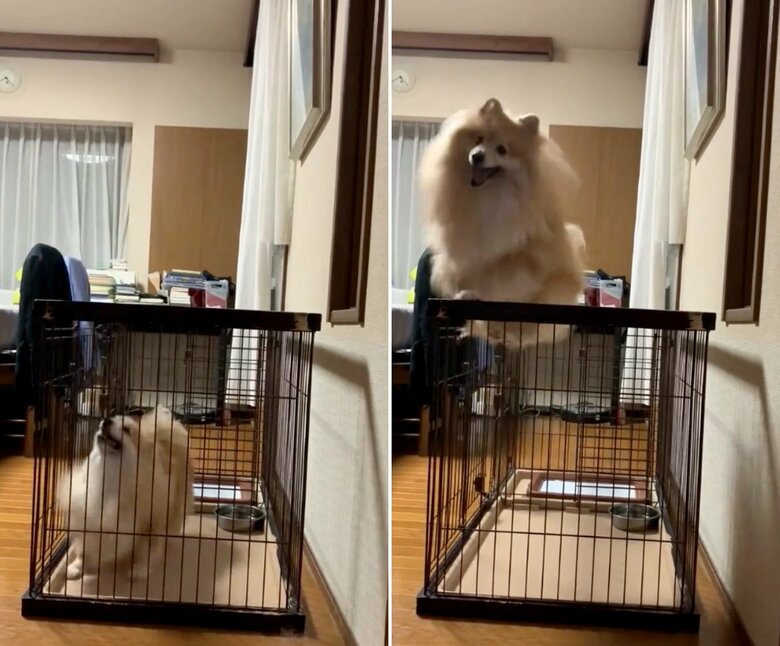 提供：デカポメ《えり太》との日々さん