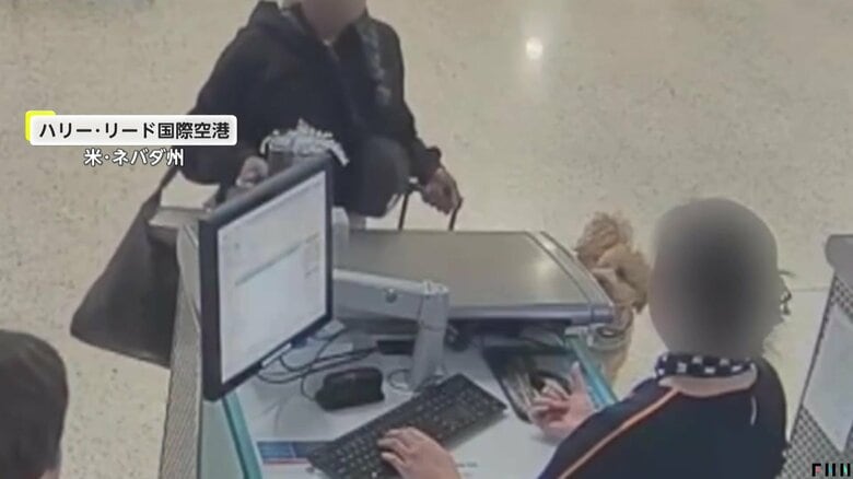 飼い主を見つめる犬（LVMPO）