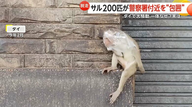 手にした透明の袋を頭に被るサル（2月、タイ中部）