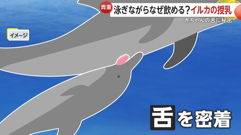 母親の体に沿うように、舌を丸めておっぱいに密着させる赤ちゃんのイメージ画像