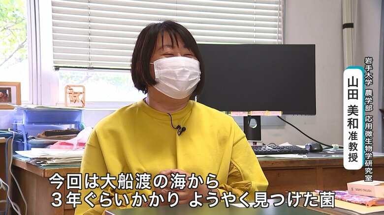 発見した微生物について語る山田美和准教授