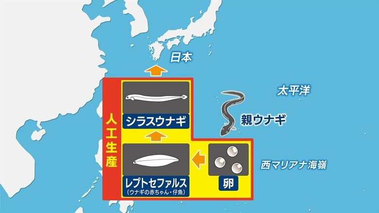 産卵～シラスウナギになるまでの過程を人工的に行う