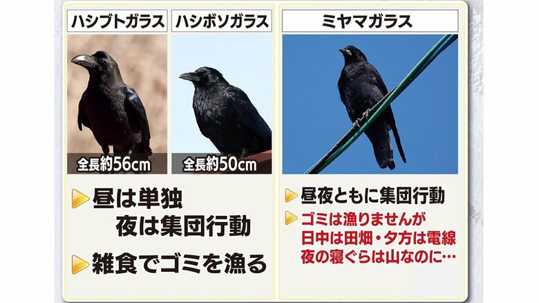 ミヤマガラス　体長は40～50センチ、昼夜ともに集団行動