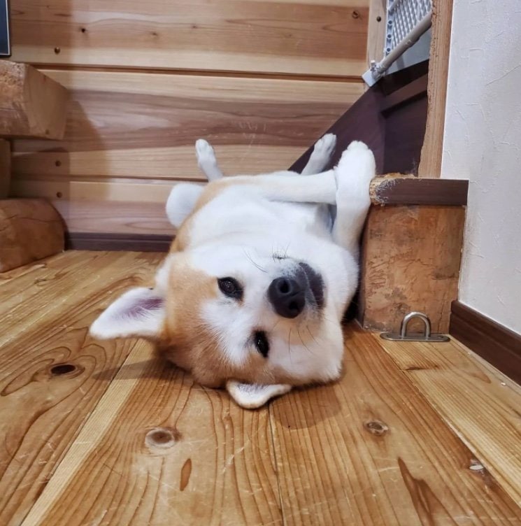 提供：秋田犬 杏(あん)と蓮(れん)さん