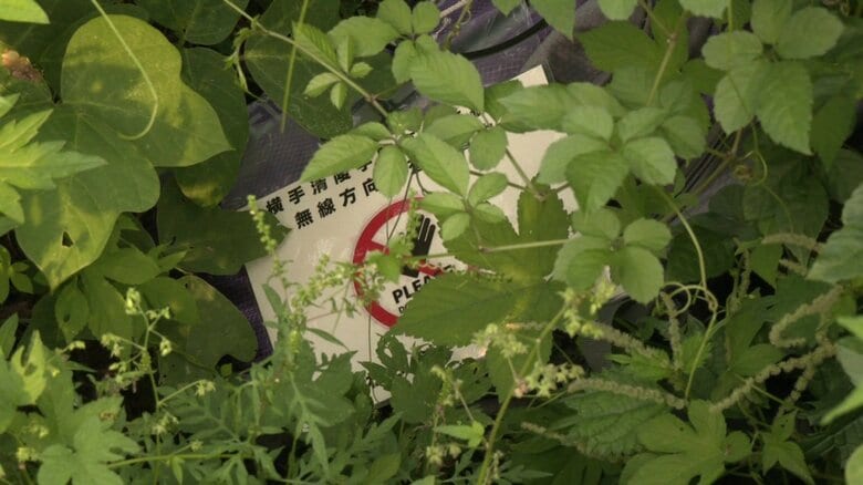 草むらに隠された送信機