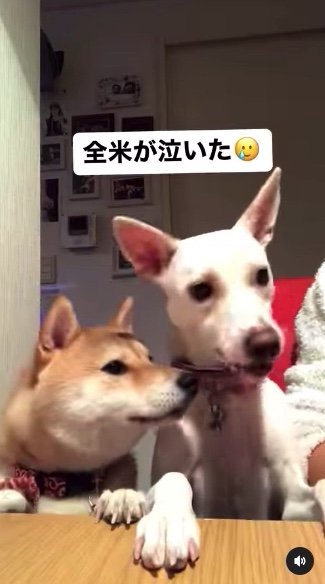 提供：柴犬ハル&雑種すずさん