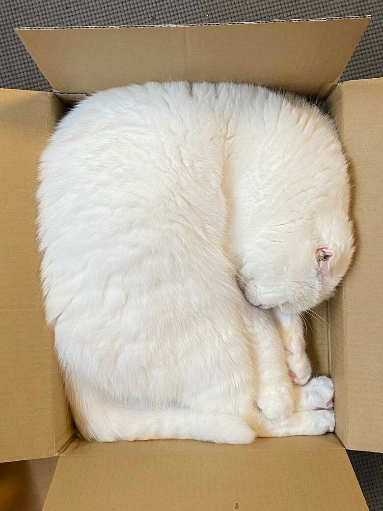 四角くもなれる