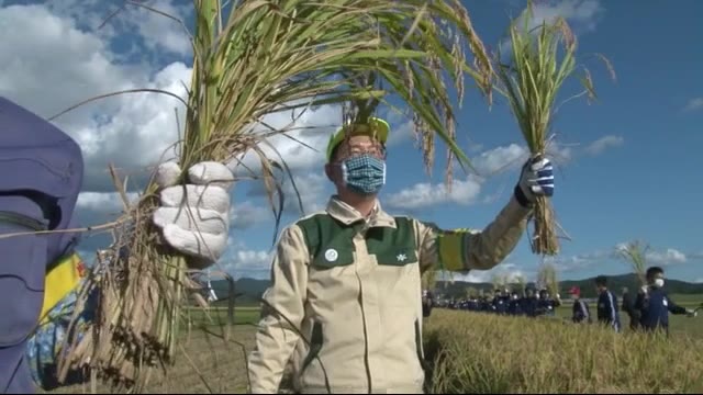 岩手県の最高級ブランド米「金色の風」稲刈り式