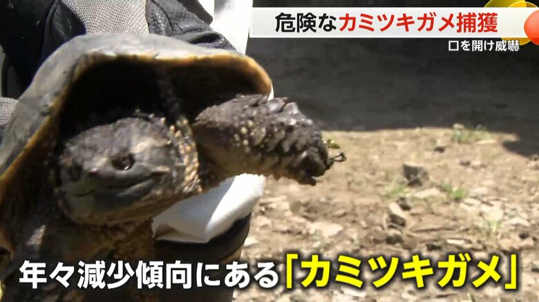 かまれると“大けが”も 危険な｢カミツキガメ」捕獲 千葉・印旛沼で大量繁殖…捕獲作戦で根絶目指す｜fnnプライムオンライン