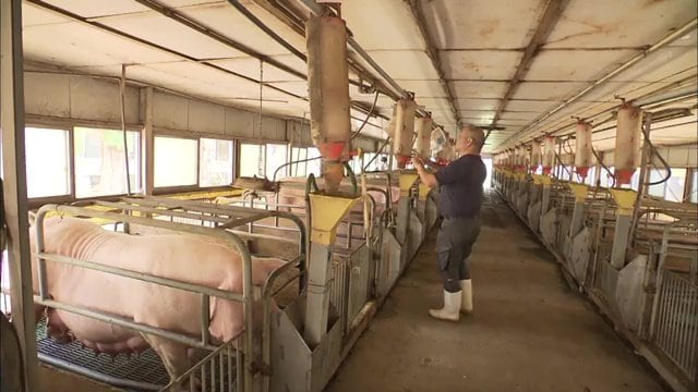 暑さランキングにたびたび登場　福島県伊達市にある養豚場