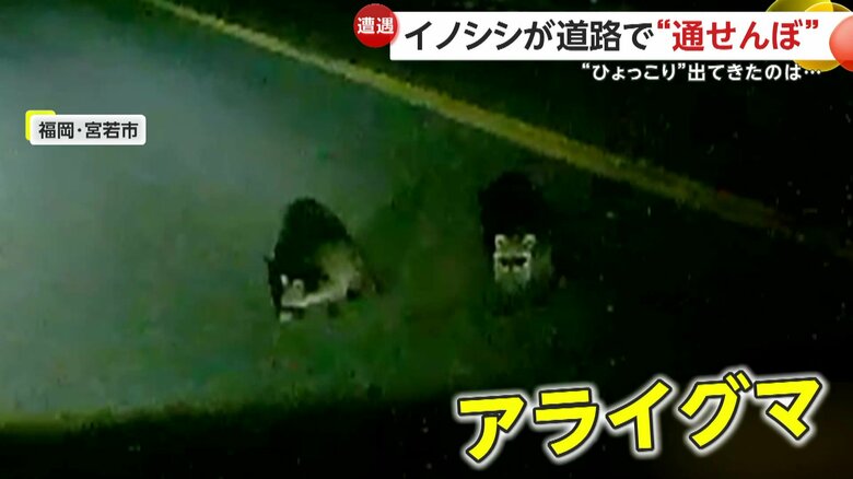 ハザードランプに驚いたのか、山の方へと逃げていった2匹のアライグマ
