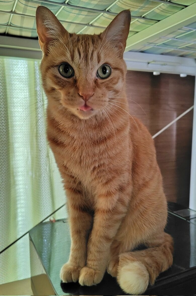 家の中を走り回るため少し細身の体格だという