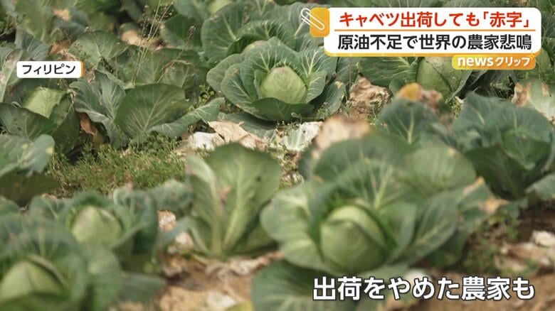 損失を出して売るより、畑で腐らせることを選んだ農家