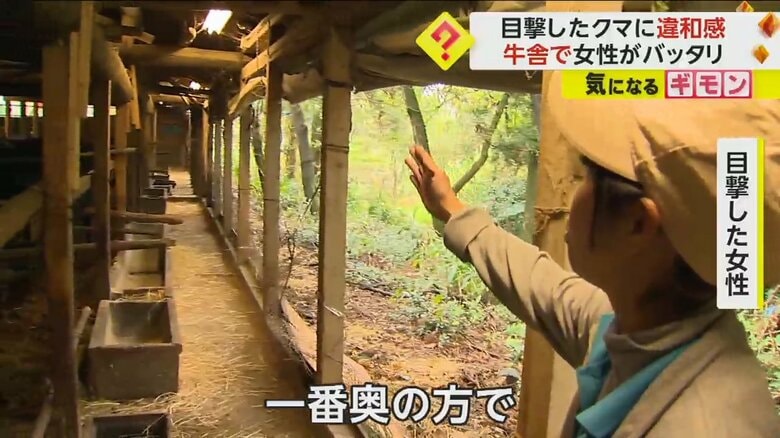 牛舎でクマを目撃したという女性