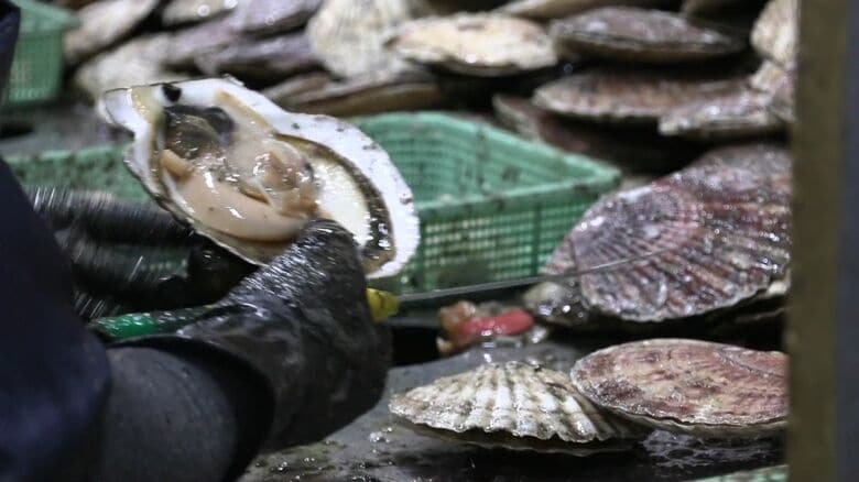 ホタテ輸出 売上の約2割はアメリカ