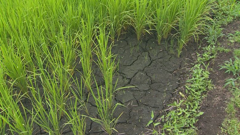 水不足で土壌がひび割れ（7月）
