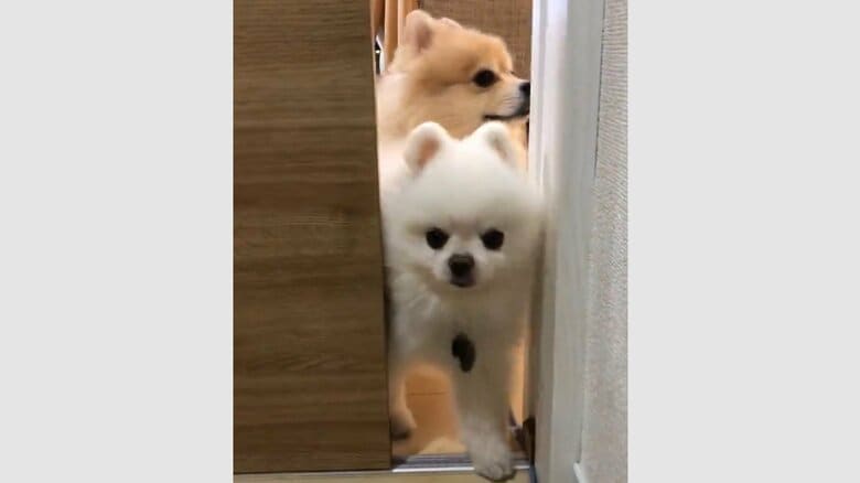 普段は控えめなにんじゃくん