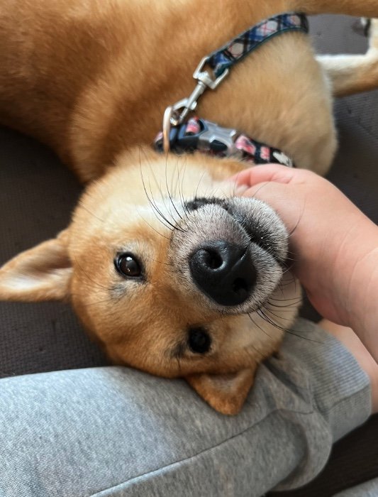 提供：柴犬まるやん日記さん